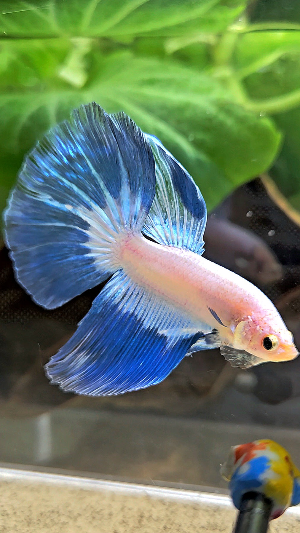 HALFMOOM BLUE RIM FANCY BETTA FISH
