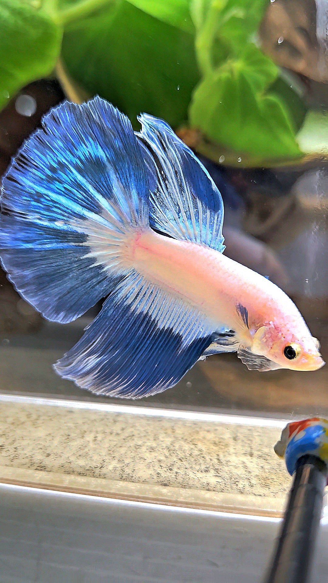 HALFMOOM BLUE RIM FANCY BETTA FISH