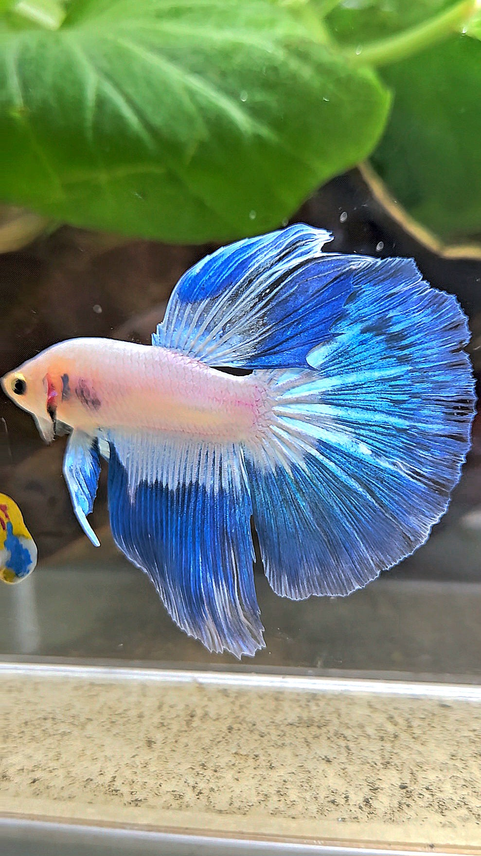 HALFMOOM BLUE RIM FANCY BETTA FISH