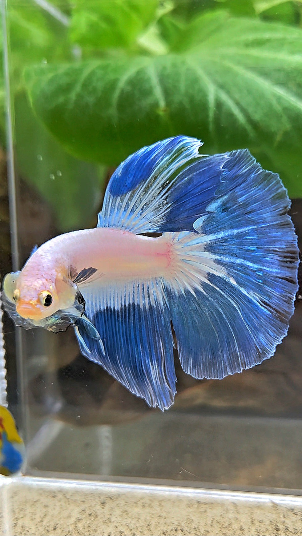 HALFMOOM BLUE RIM FANCY BETTA FISH