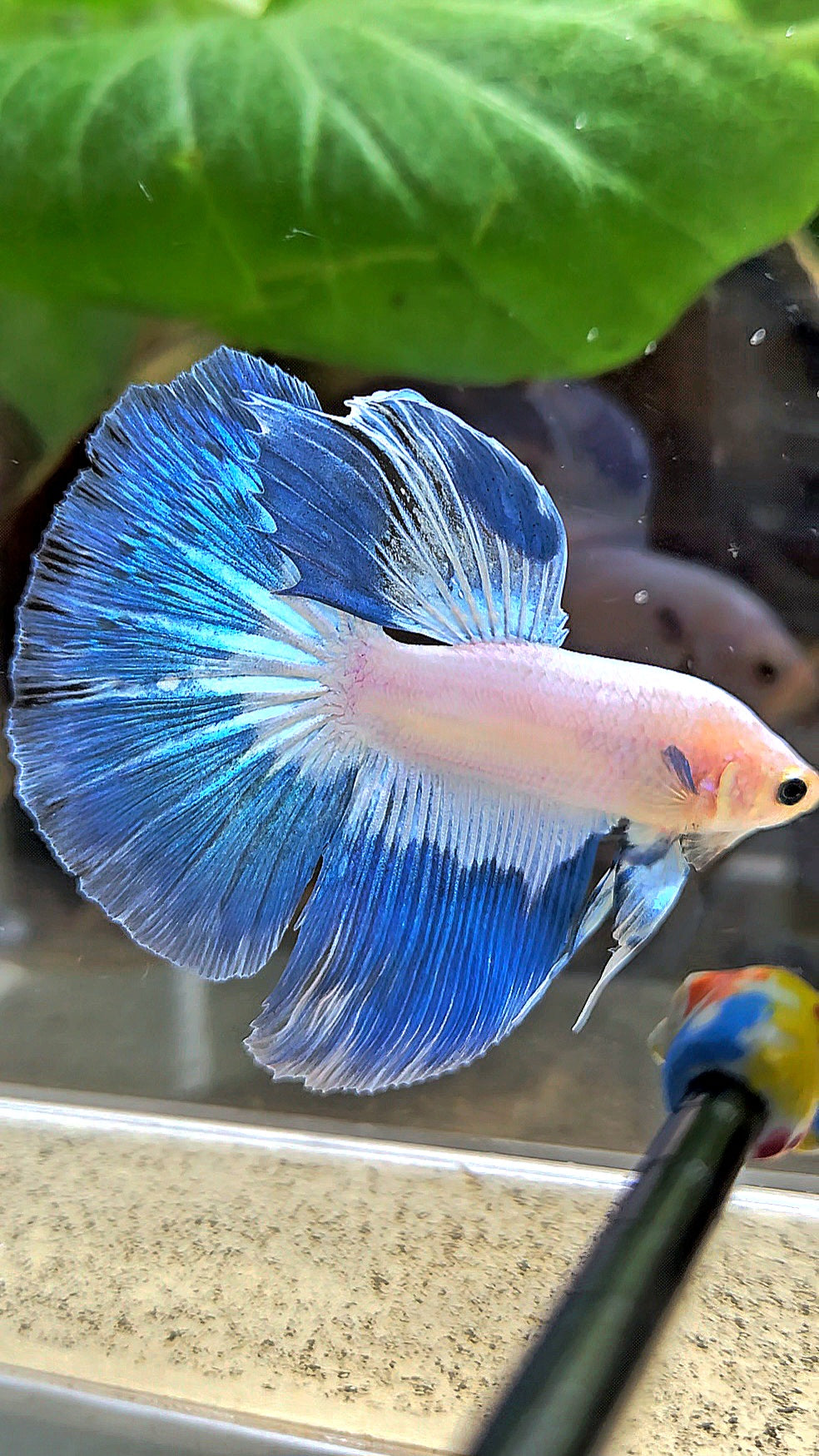HALFMOOM BLUE RIM FANCY BETTA FISH