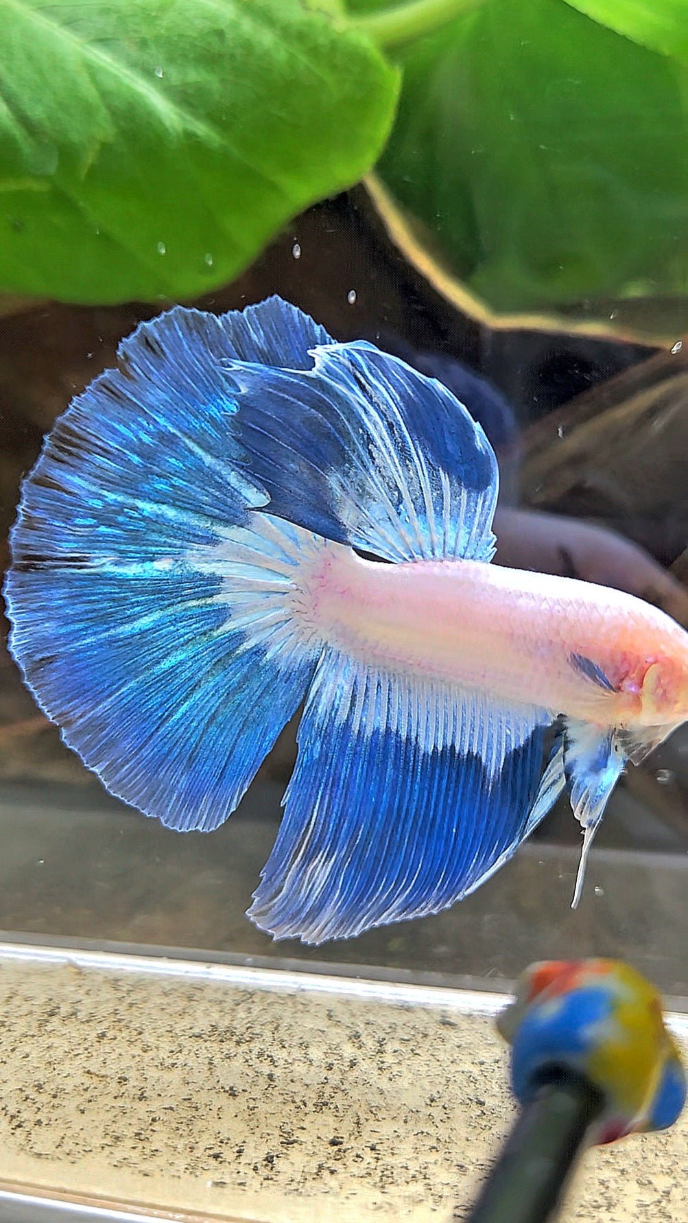 HALFMOOM BLUE RIM FANCY BETTA FISH