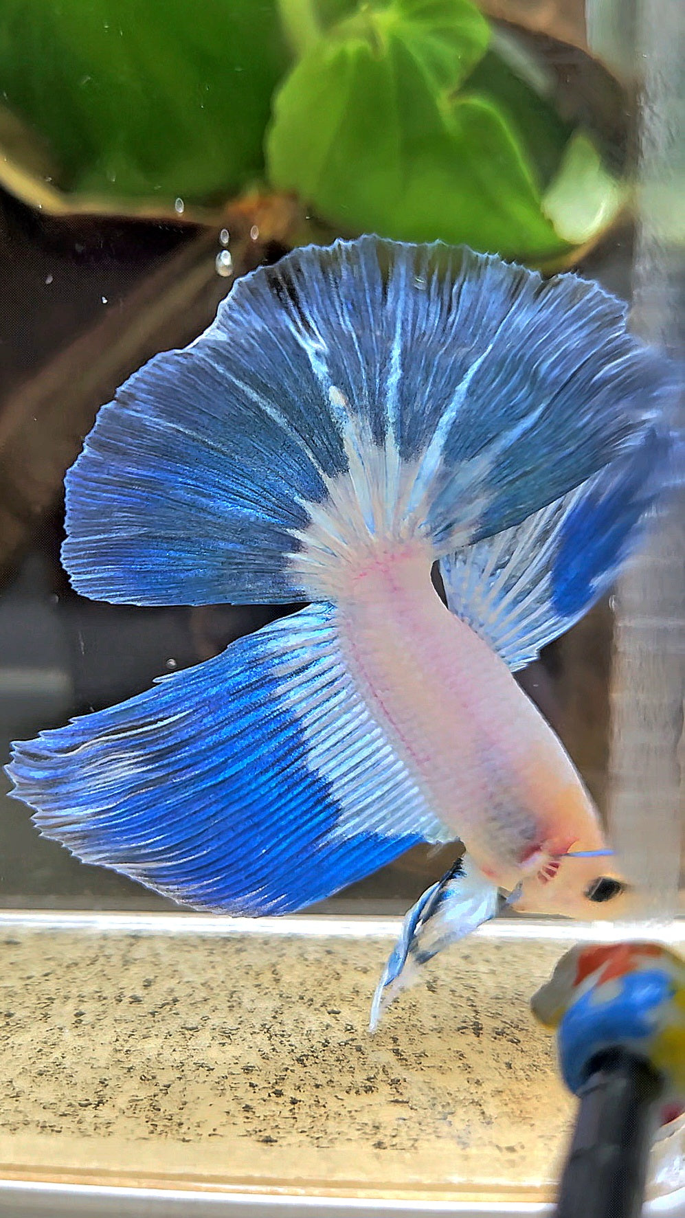 HALFMOOM BLUE RIM FANCY BETTA FISH