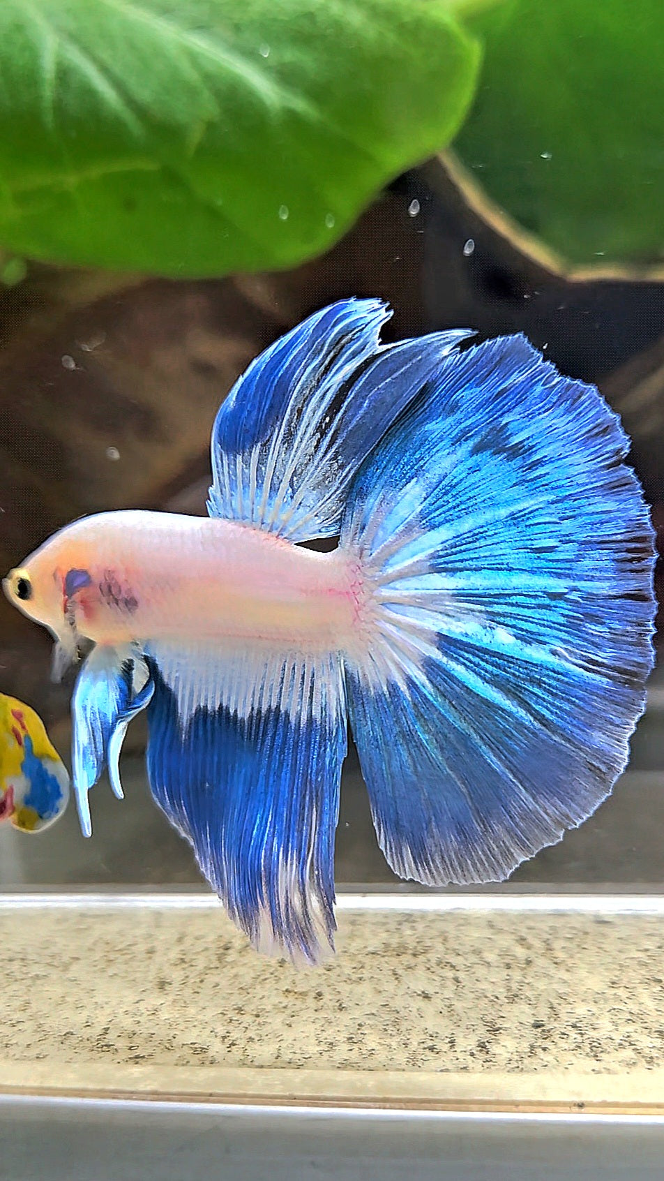 HALFMOOM BLUE RIM FANCY BETTA FISH