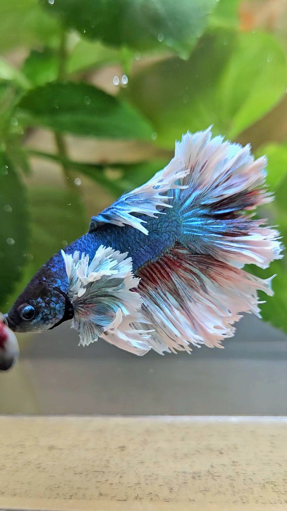 KING ROSETAIL HALFMOON ROSE EAR BLUE TURQUOISE BETTA FISH minus dorsal