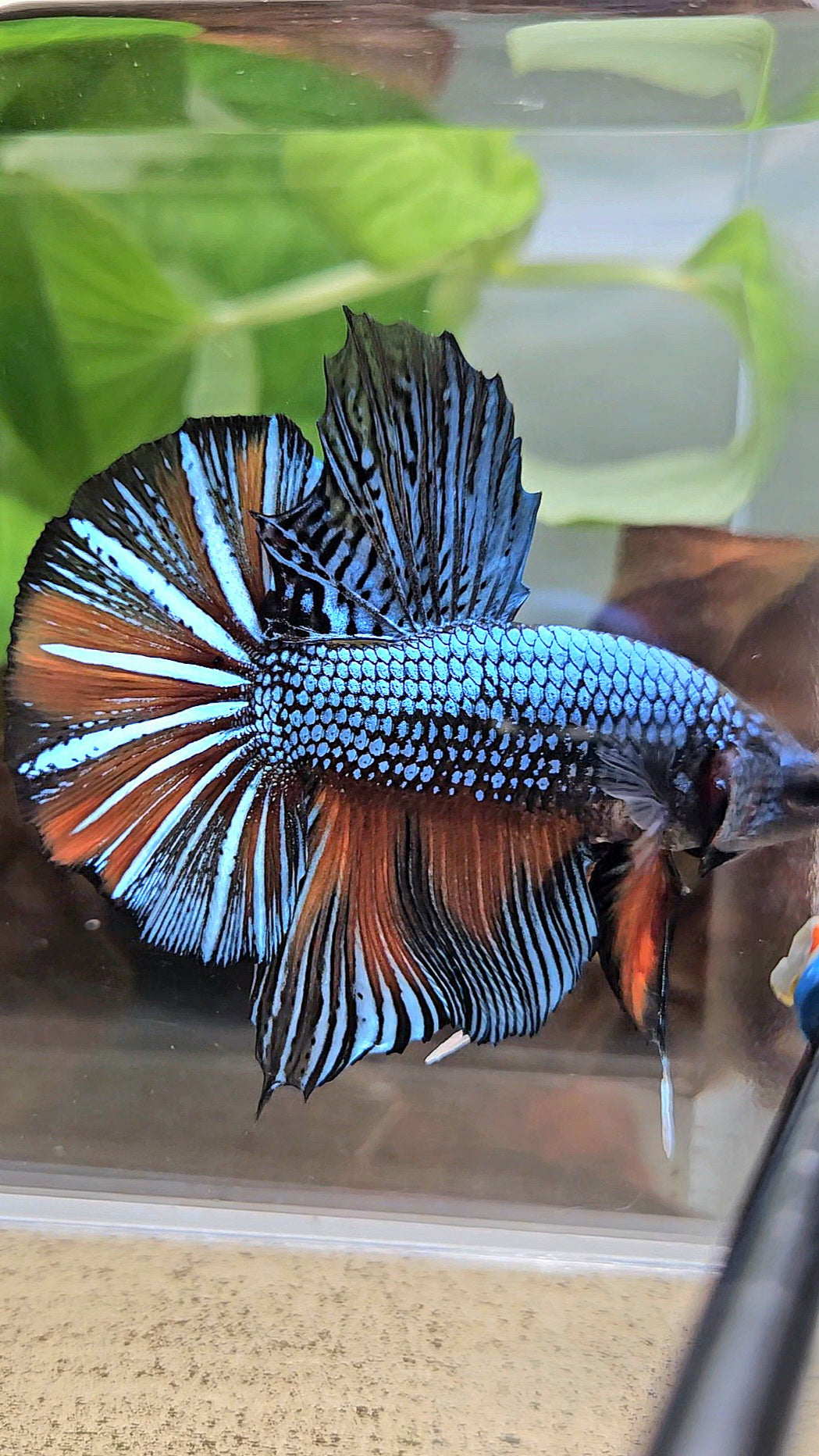 GIANT HMPK BODY ONLY 5CM+ BLUE FANCY ORANGE BETTA FISH