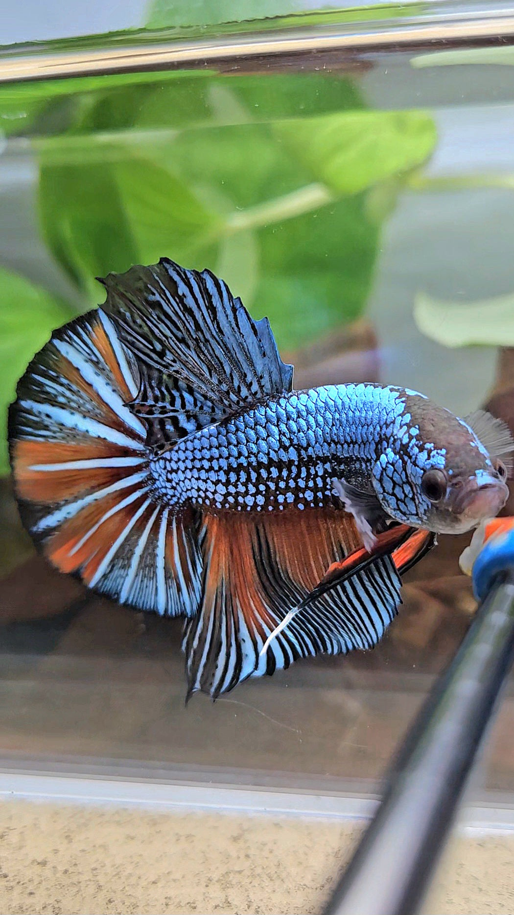 GIANT HMPK BODY ONLY 5CM+ BLUE FANCY ORANGE BETTA FISH