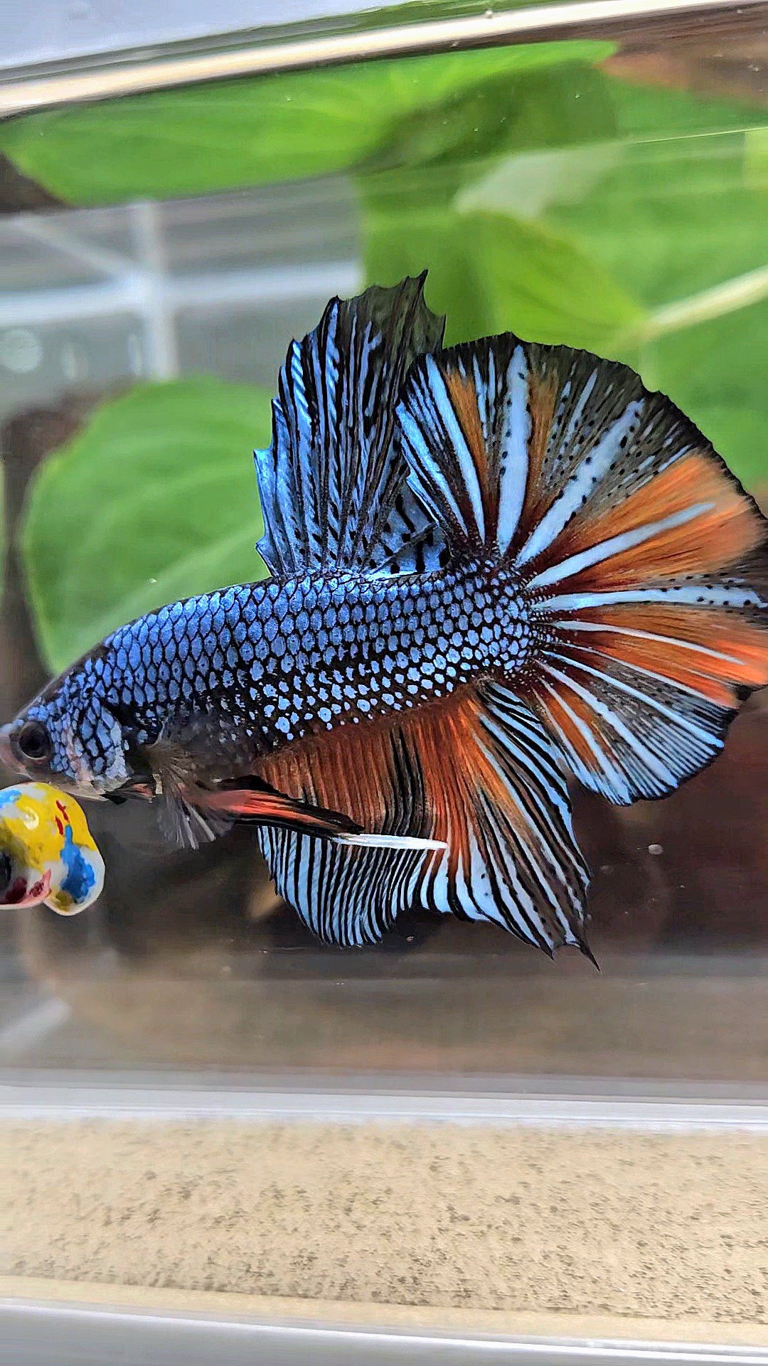 GIANT HMPK BODY ONLY 5CM+ BLUE FANCY ORANGE BETTA FISH