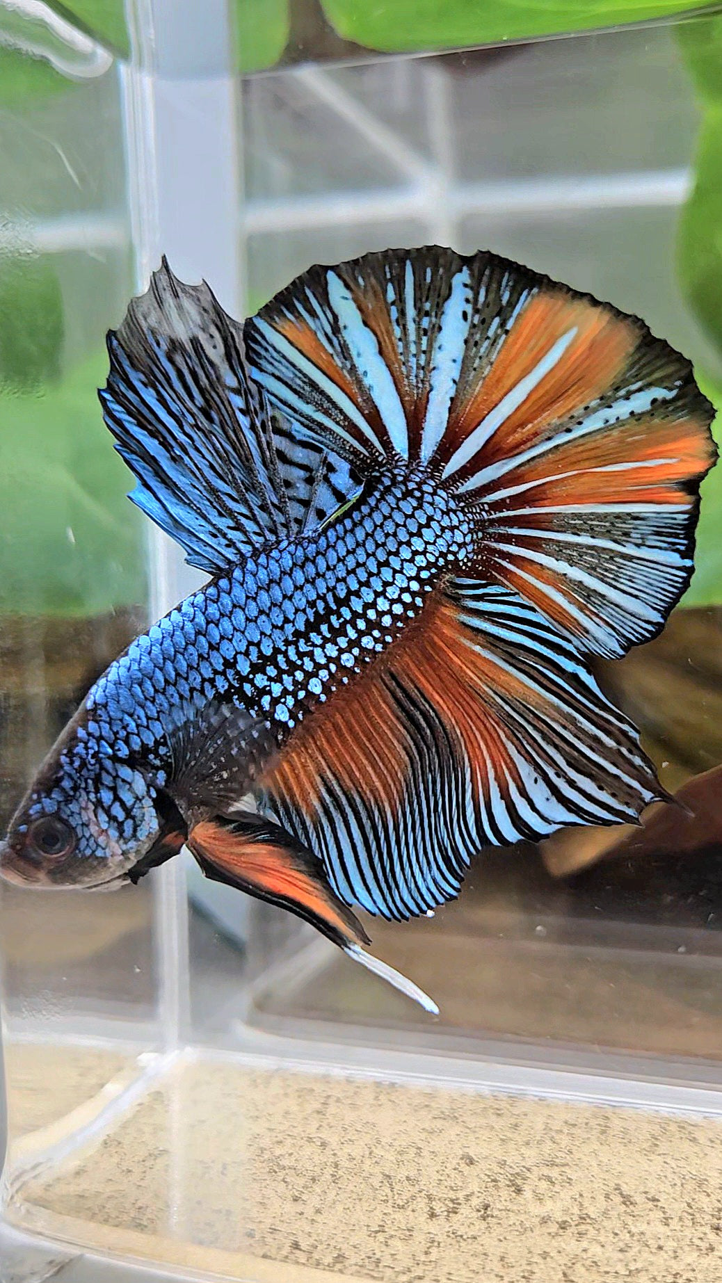 GIANT HMPK BODY ONLY 5CM+ BLUE FANCY ORANGE BETTA FISH