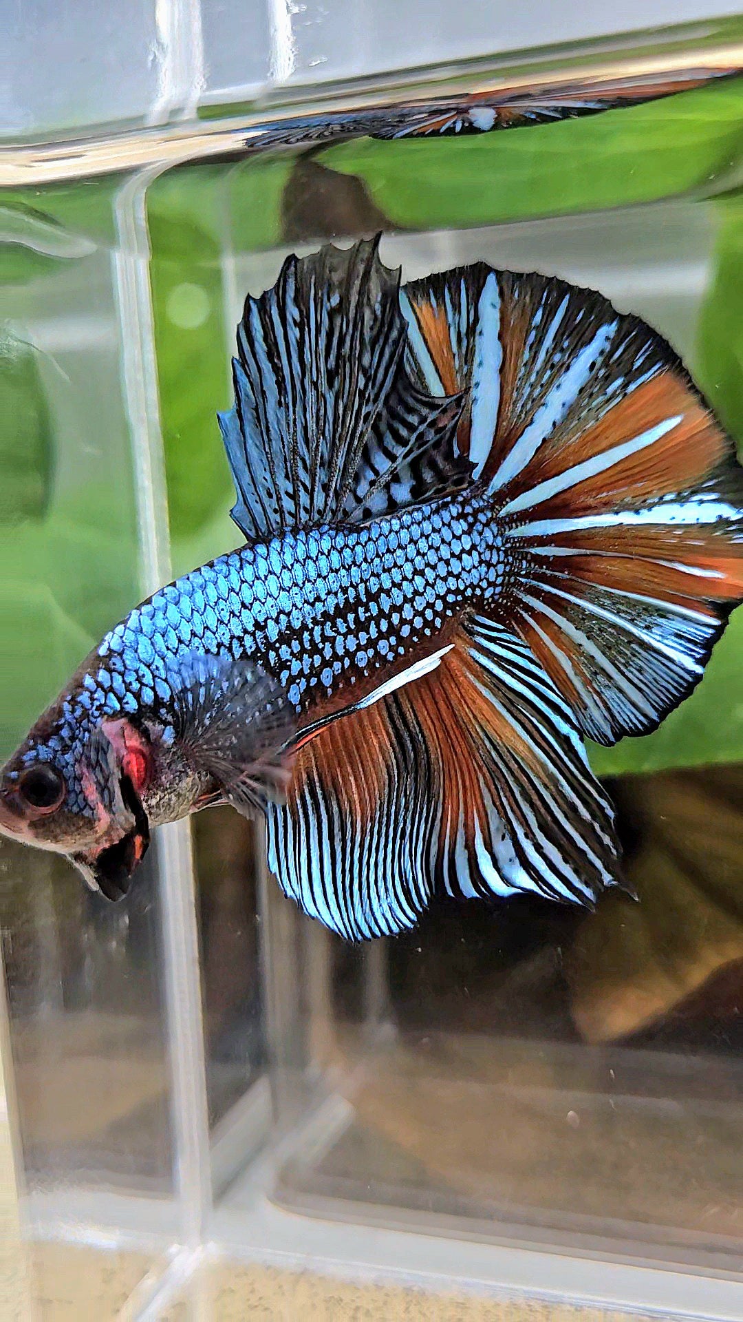 GIANT HMPK BODY ONLY 5CM+ BLUE FANCY ORANGE BETTA FISH