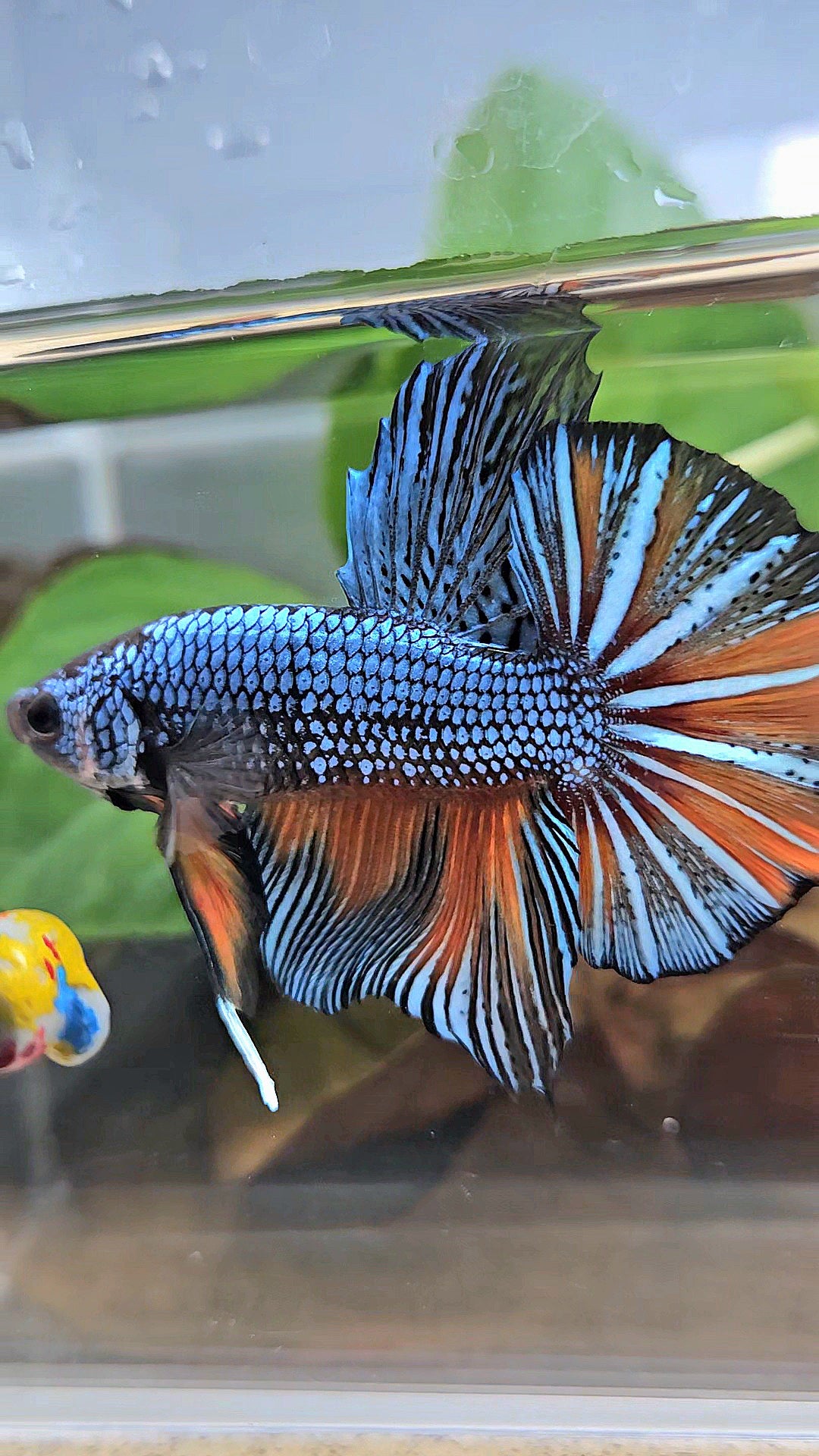 GIANT HMPK BODY ONLY 5CM+ BLUE FANCY ORANGE BETTA FISH