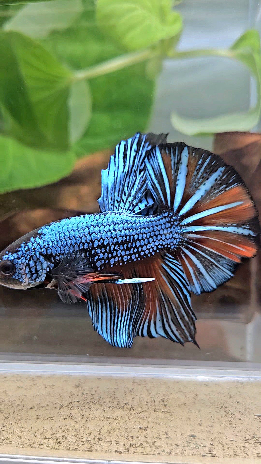 GIANT HMPK BODY ONLY 5CM+ BLUE FANCY ORANGE BETTA FISH