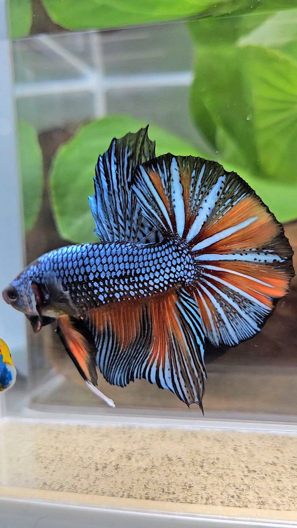 GIANT HMPK BODY ONLY 5CM+ BLUE FANCY ORANGE BETTA FISH