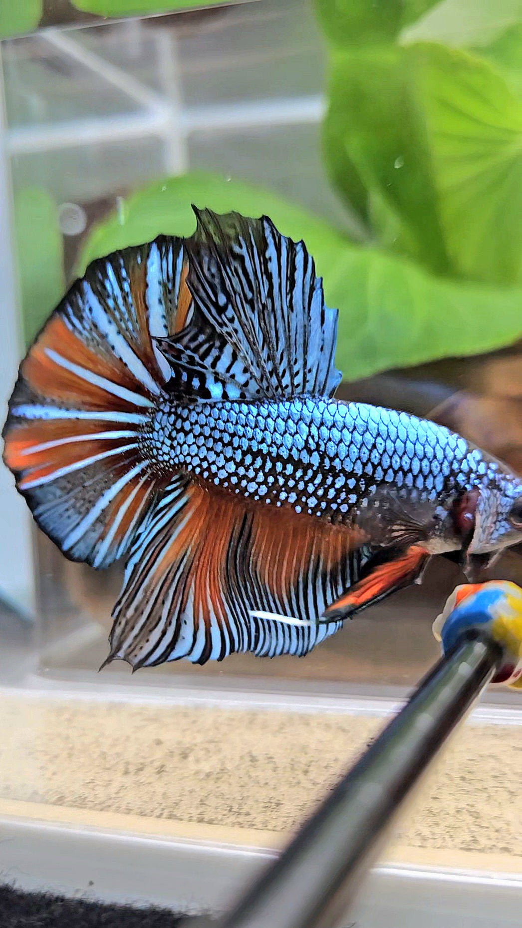 GIANT HMPK BODY ONLY 5CM+ BLUE FANCY ORANGE BETTA FISH