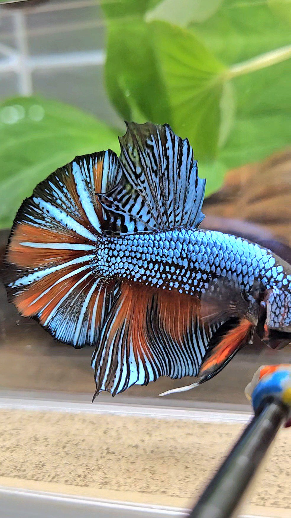 GIANT HMPK BODY ONLY 5CM+ BLUE FANCY ORANGE BETTA FISH