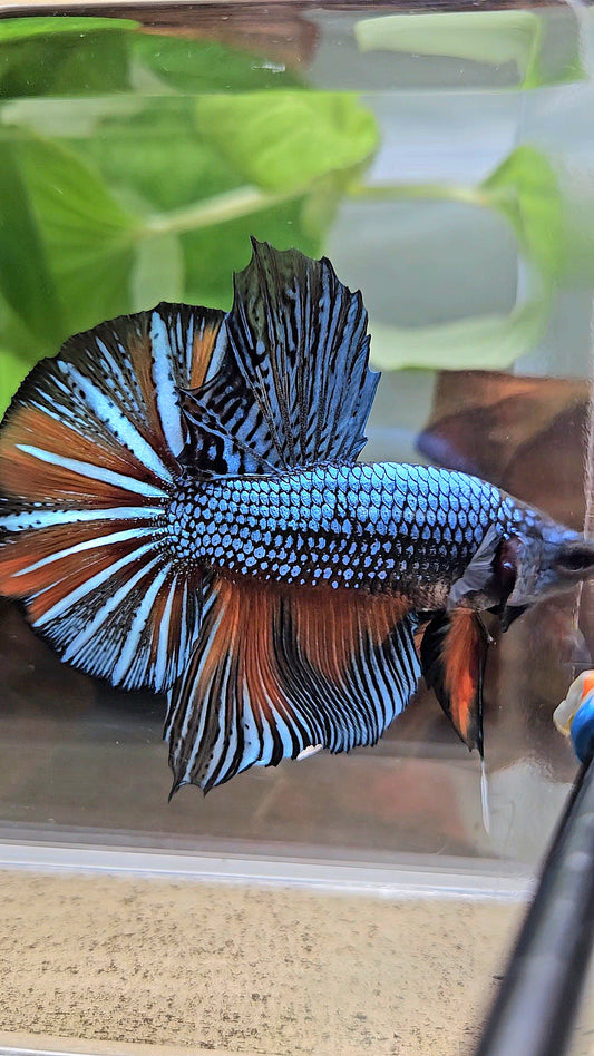 GIANT HMPK BODY ONLY 5CM+ BLUE FANCY ORANGE BETTA FISH