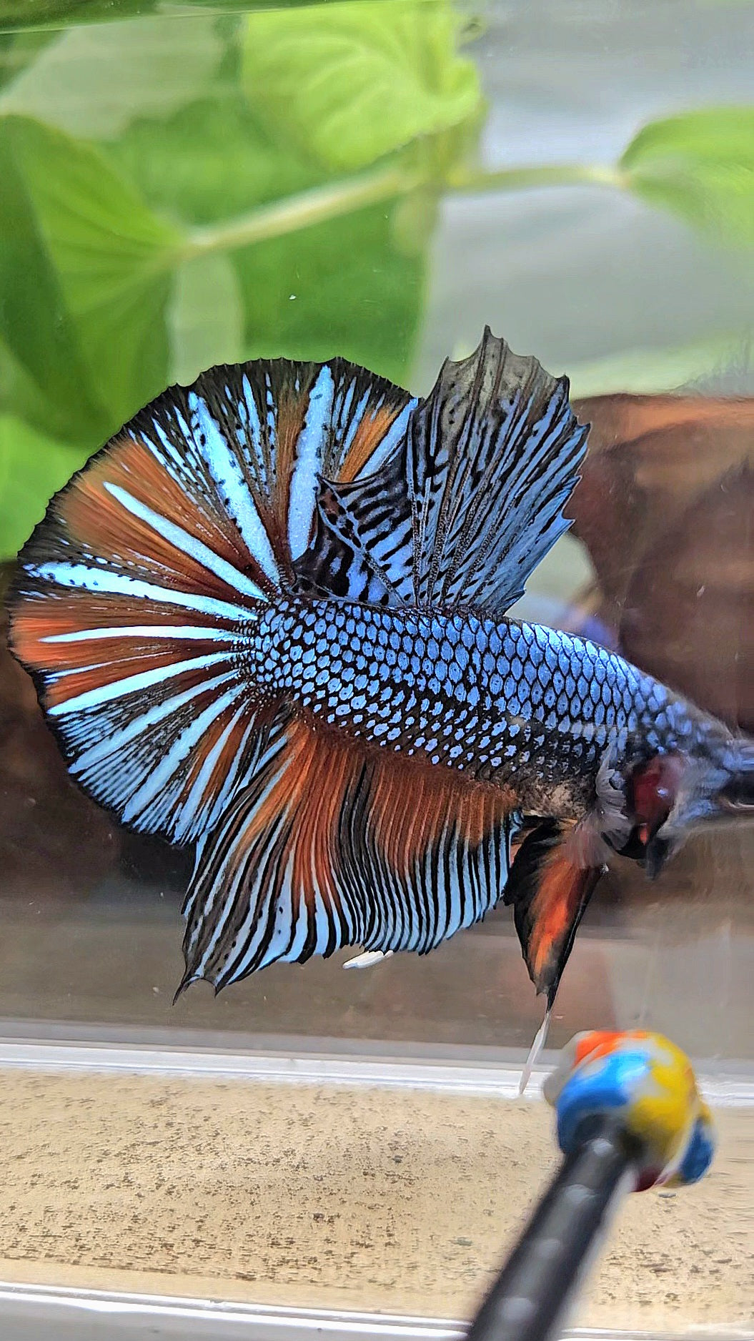 GIANT HMPK BODY ONLY 5CM+ BLUE FANCY ORANGE BETTA FISH