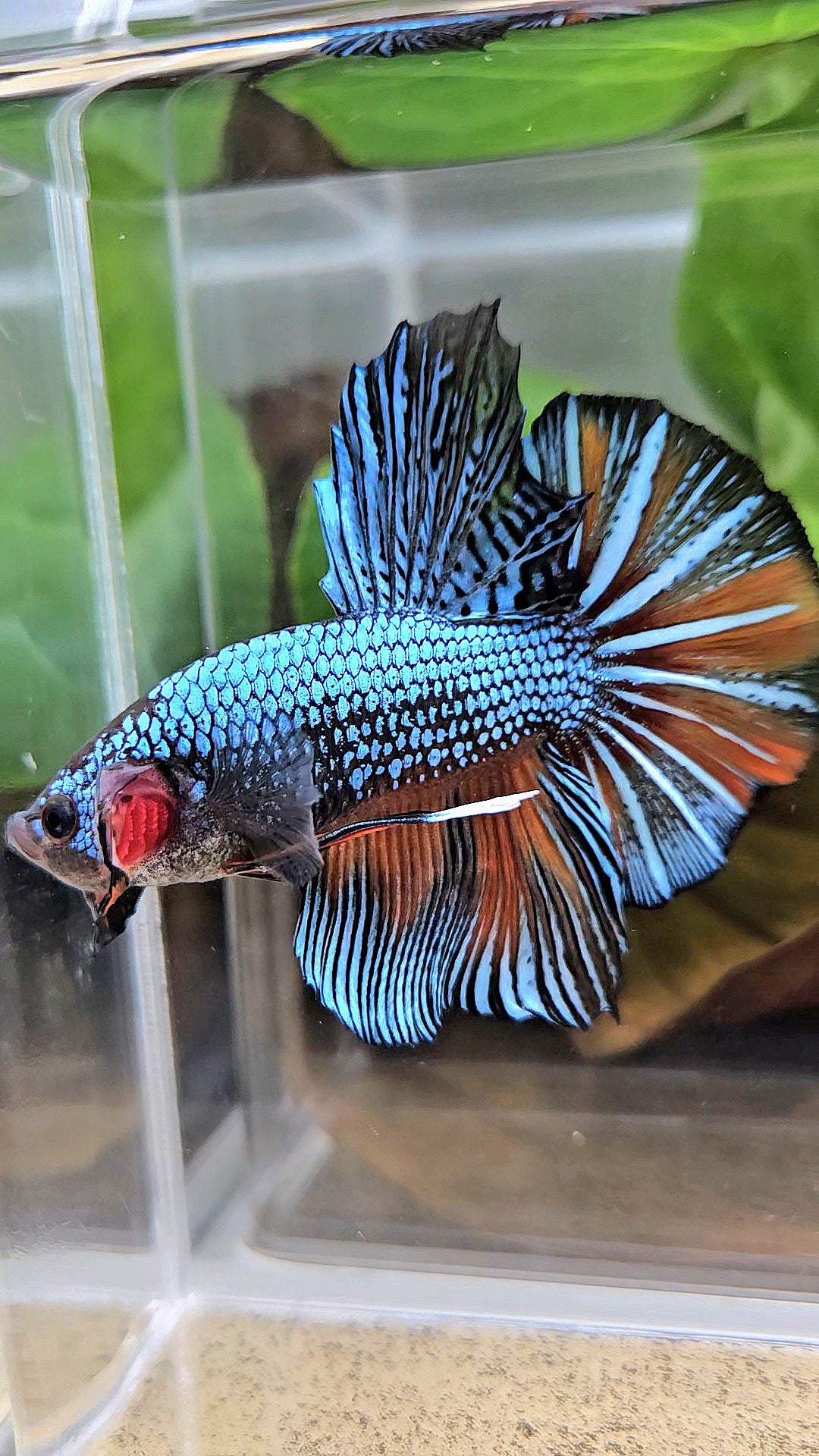 GIANT HMPK BODY ONLY 5CM+ BLUE FANCY ORANGE BETTA FISH