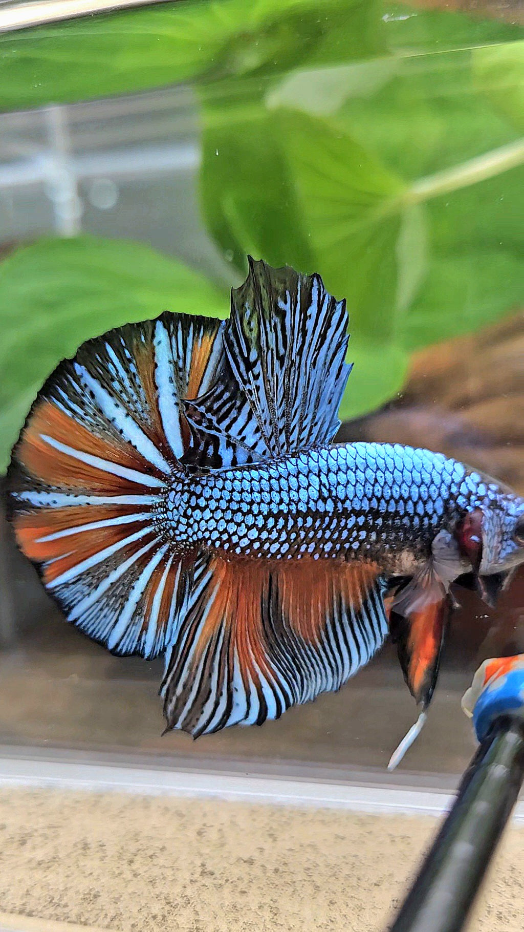 GIANT HMPK BODY ONLY 5CM+ BLUE FANCY ORANGE BETTA FISH