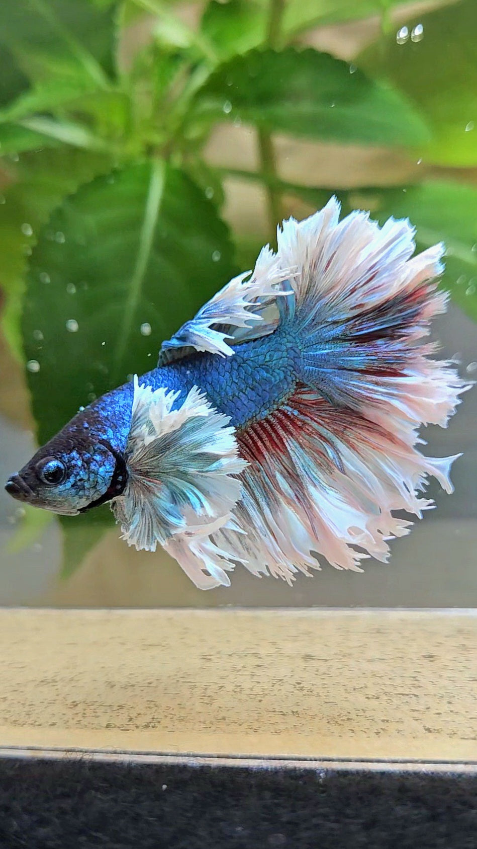 KING ROSETAIL HALFMOON ROSE EAR BLUE TURQUOISE BETTA FISH minus dorsal