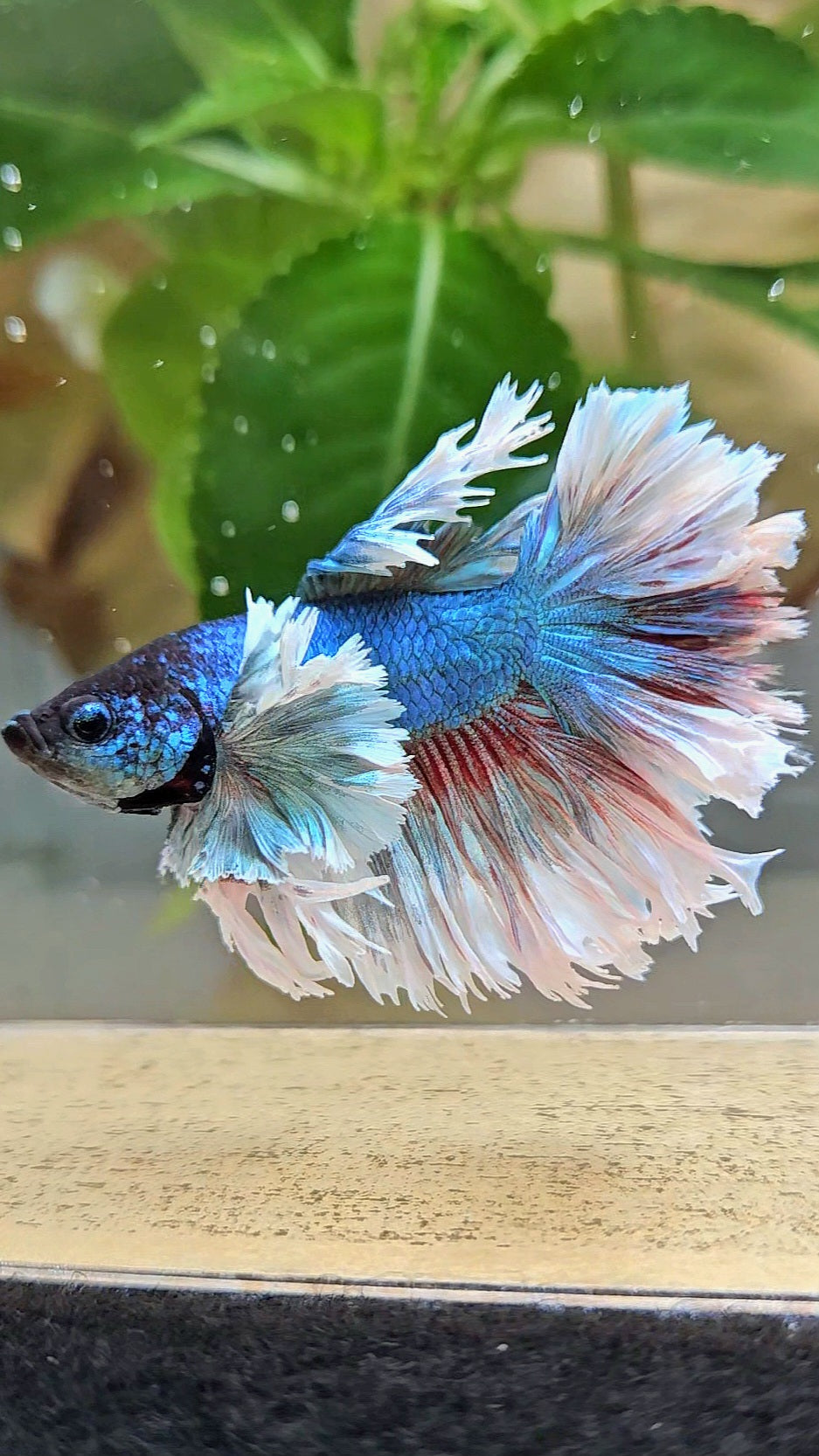 KING ROSETAIL HALFMOON ROSE EAR BLUE TURQUOISE BETTA FISH minus dorsal