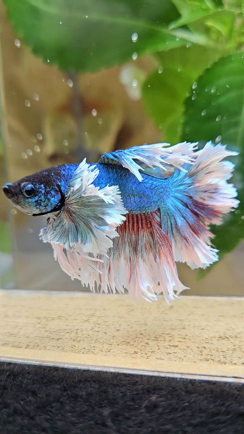 KING ROSETAIL HALFMOON ROSE EAR BLUE TURQUOISE BETTA FISH minus dorsal