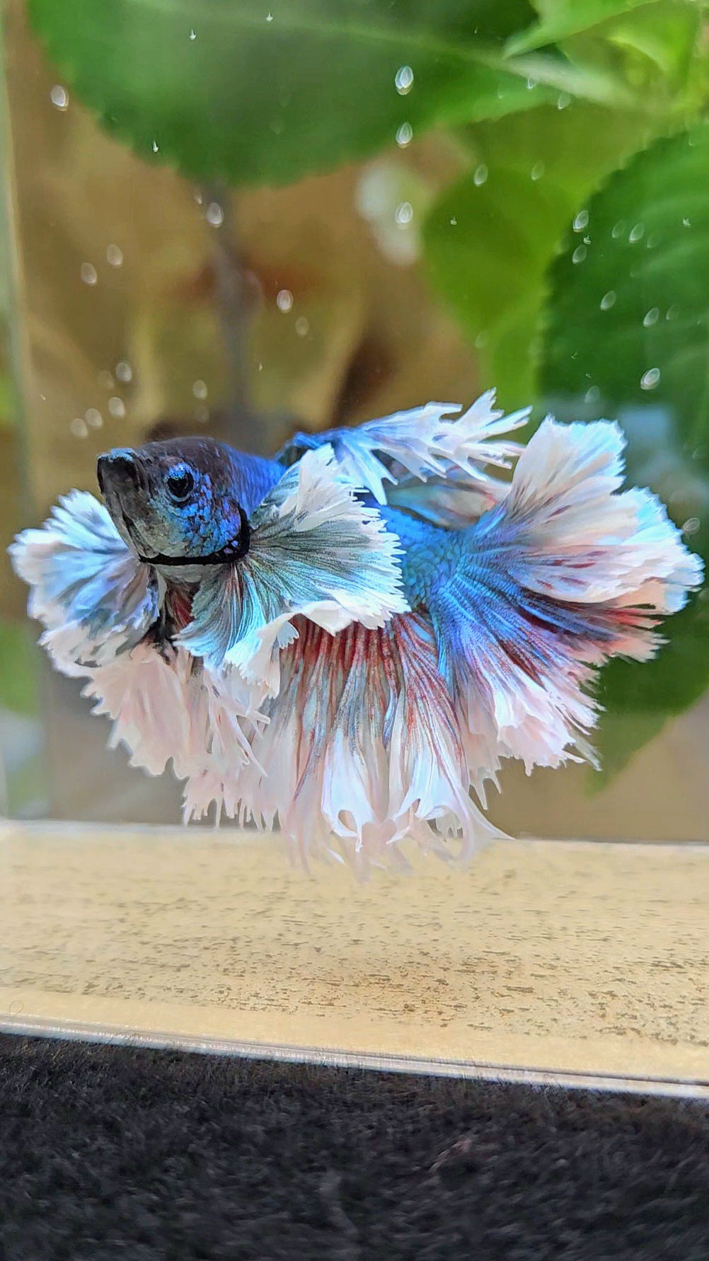 KING ROSETAIL HALFMOON ROSE EAR BLUE TURQUOISE BETTA FISH minus dorsal