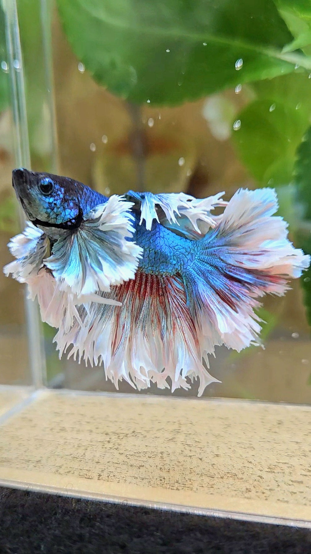 KING ROSETAIL HALFMOON ROSE EAR BLUE TURQUOISE BETTA FISH minus dorsal