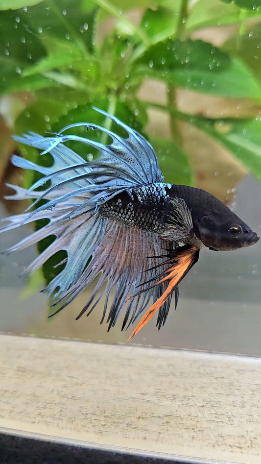 CROWNTAIL BLACK GALAXY AVATAR COPPER YELLOW BETTA FISH