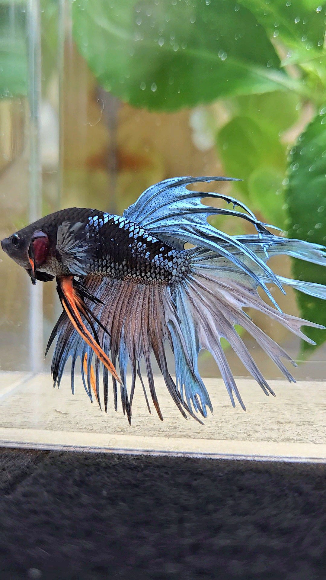 CROWNTAIL BLACK GALAXY AVATAR COPPER YELLOW BETTA FISH