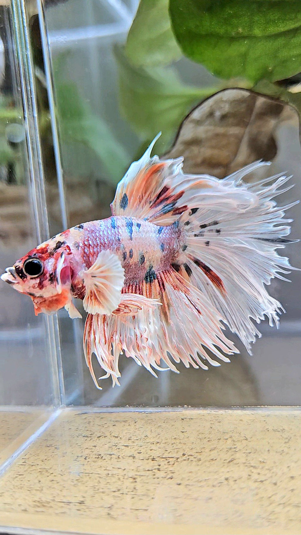 CROWNTAIL HALFSUN BIG EAR ROSEGOLD COPPER MULTICOLOR BETTA FISH