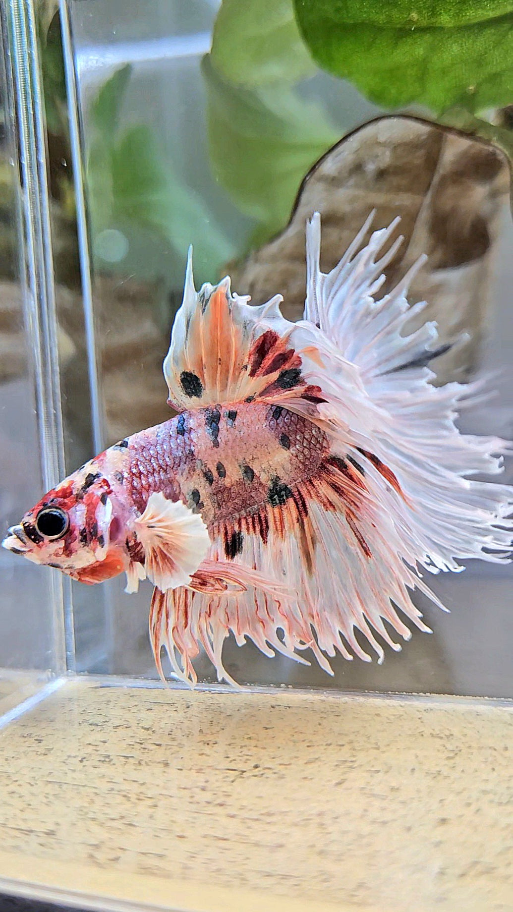 CROWNTAIL HALFSUN BIG EAR ROSEGOLD COPPER MULTICOLOR BETTA FISH
