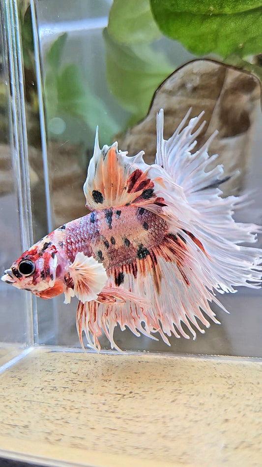 CROWNTAIL HALFSUN BIG EAR ROSEGOLD COPPER MULTICOLOR BETTA FISH
