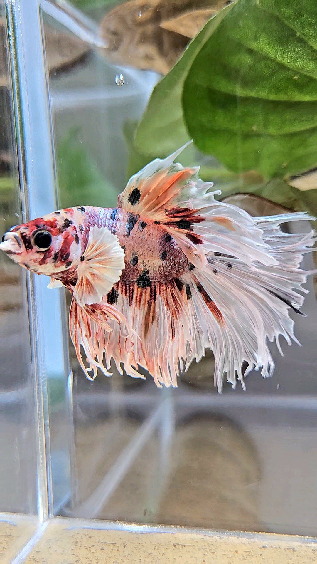 CROWNTAIL HALFSUN BIG EAR ROSEGOLD COPPER MULTICOLOR BETTA FISH