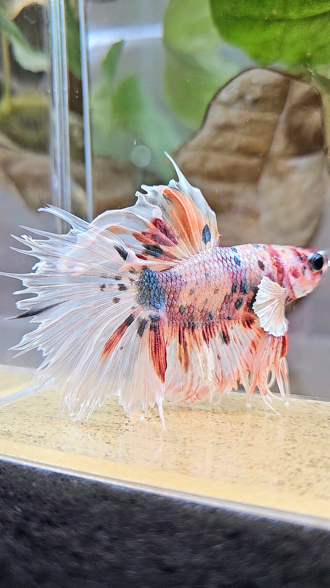CROWNTAIL HALFSUN BIG EAR ROSEGOLD COPPER MULTICOLOR BETTA FISH
