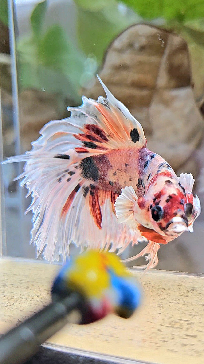 CROWNTAIL HALFSUN BIG EAR ROSEGOLD COPPER MULTICOLOR BETTA FISH