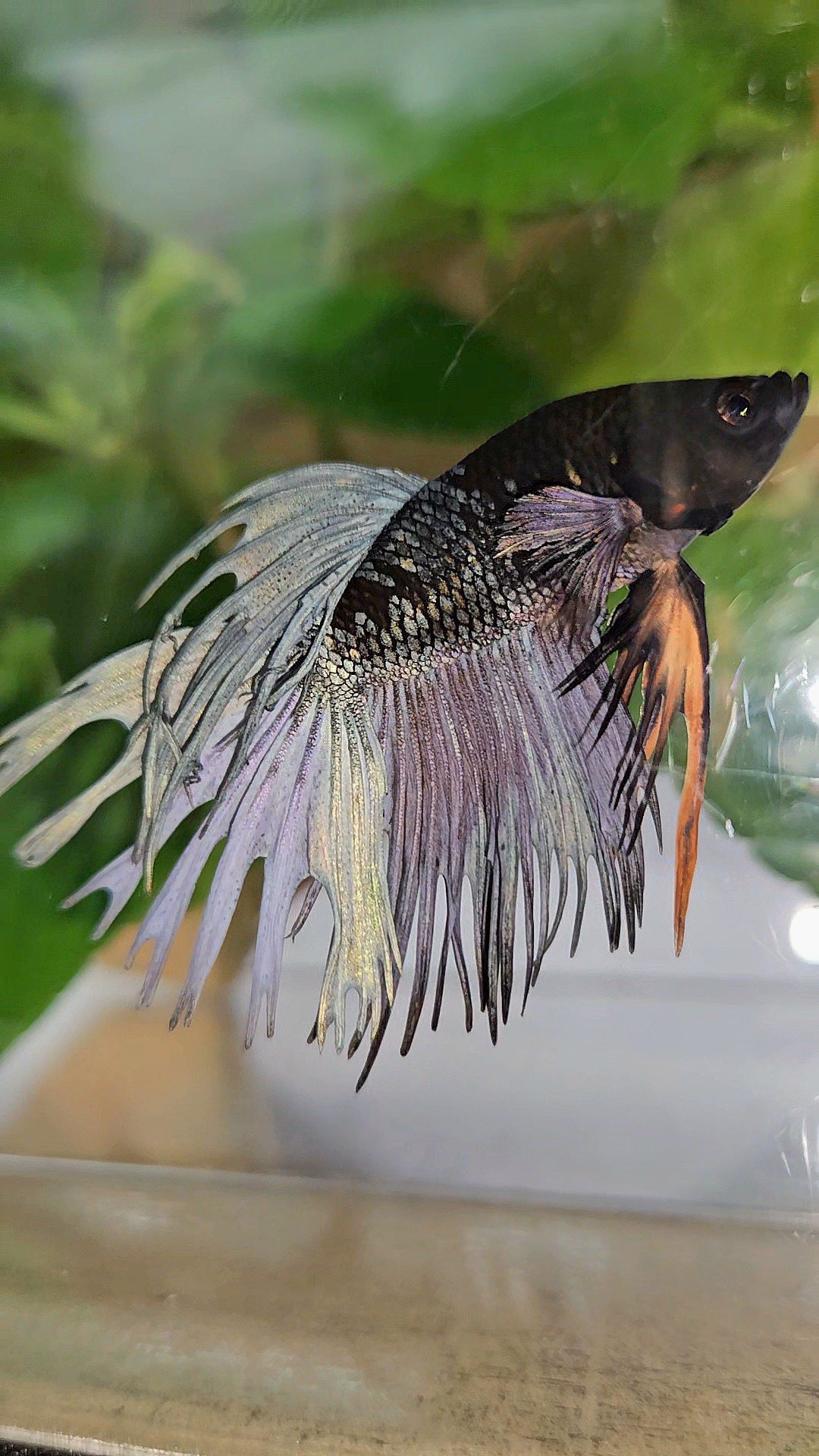 CROWNTAIL BLACK GALAXY AVATAR COPPER YELLOW BETTA FISH
