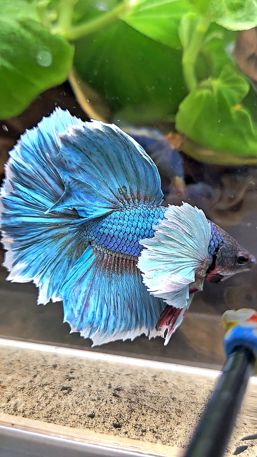 HALFMOON ROSETAIL DUMBO EAR BLUE GREEN TURQUOISE BETTA FISH