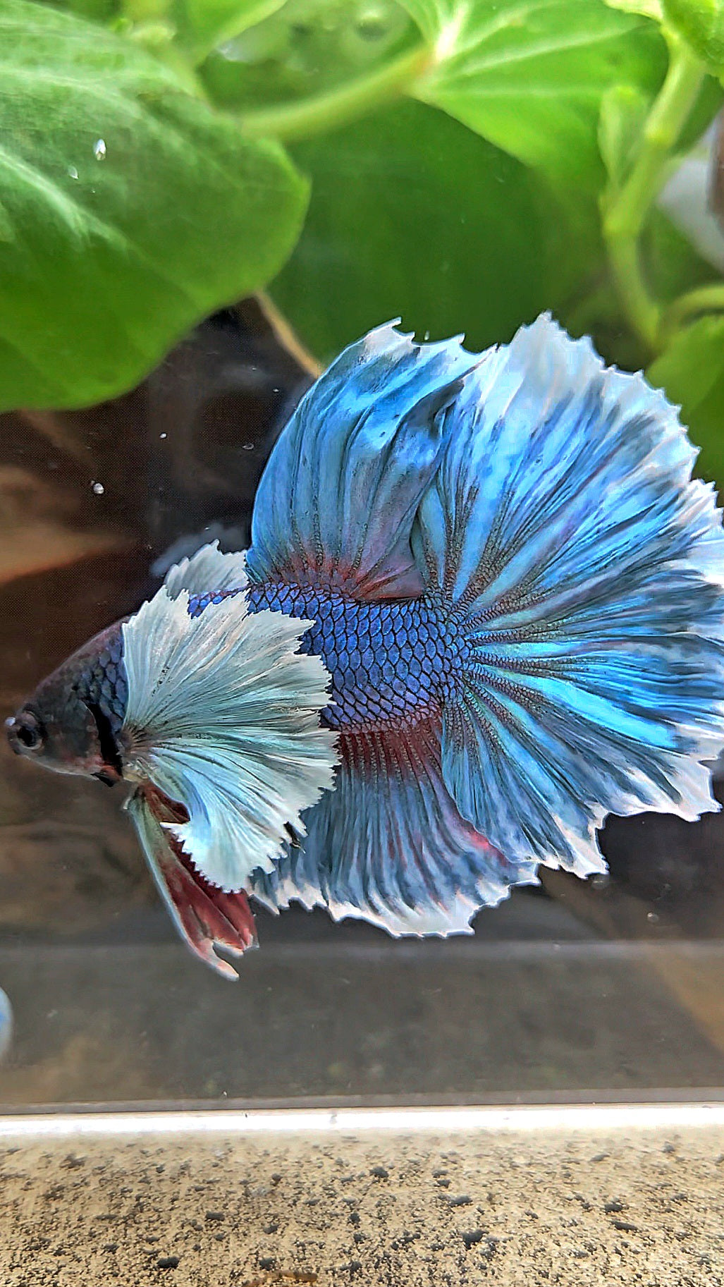 HALFMOON ROSETAIL DUMBO EAR BLUE GREEN TURQUOISE BETTA FISH