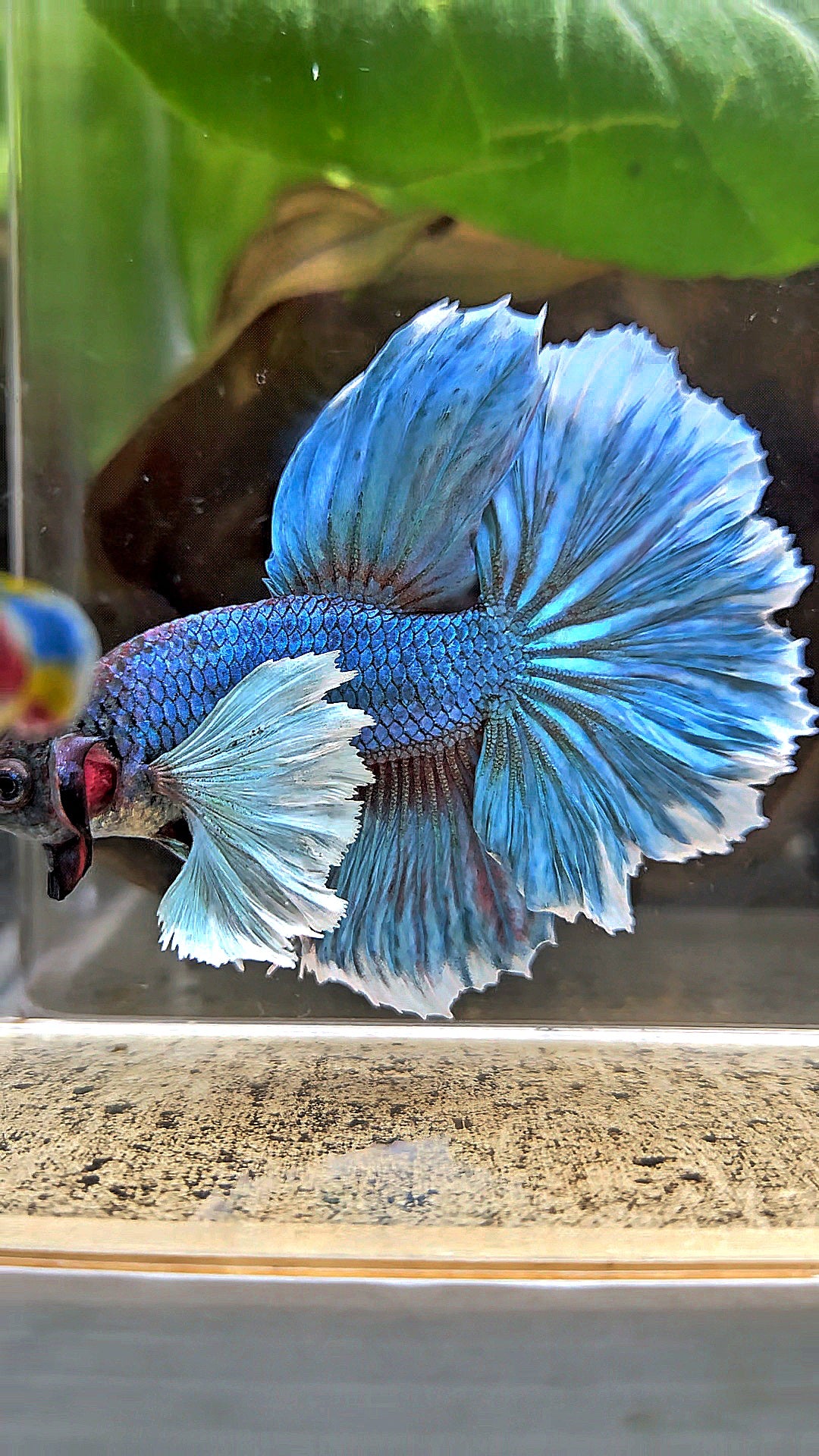 HALFMOON ROSETAIL DUMBO EAR BLUE GREEN TURQUOISE BETTA FISH