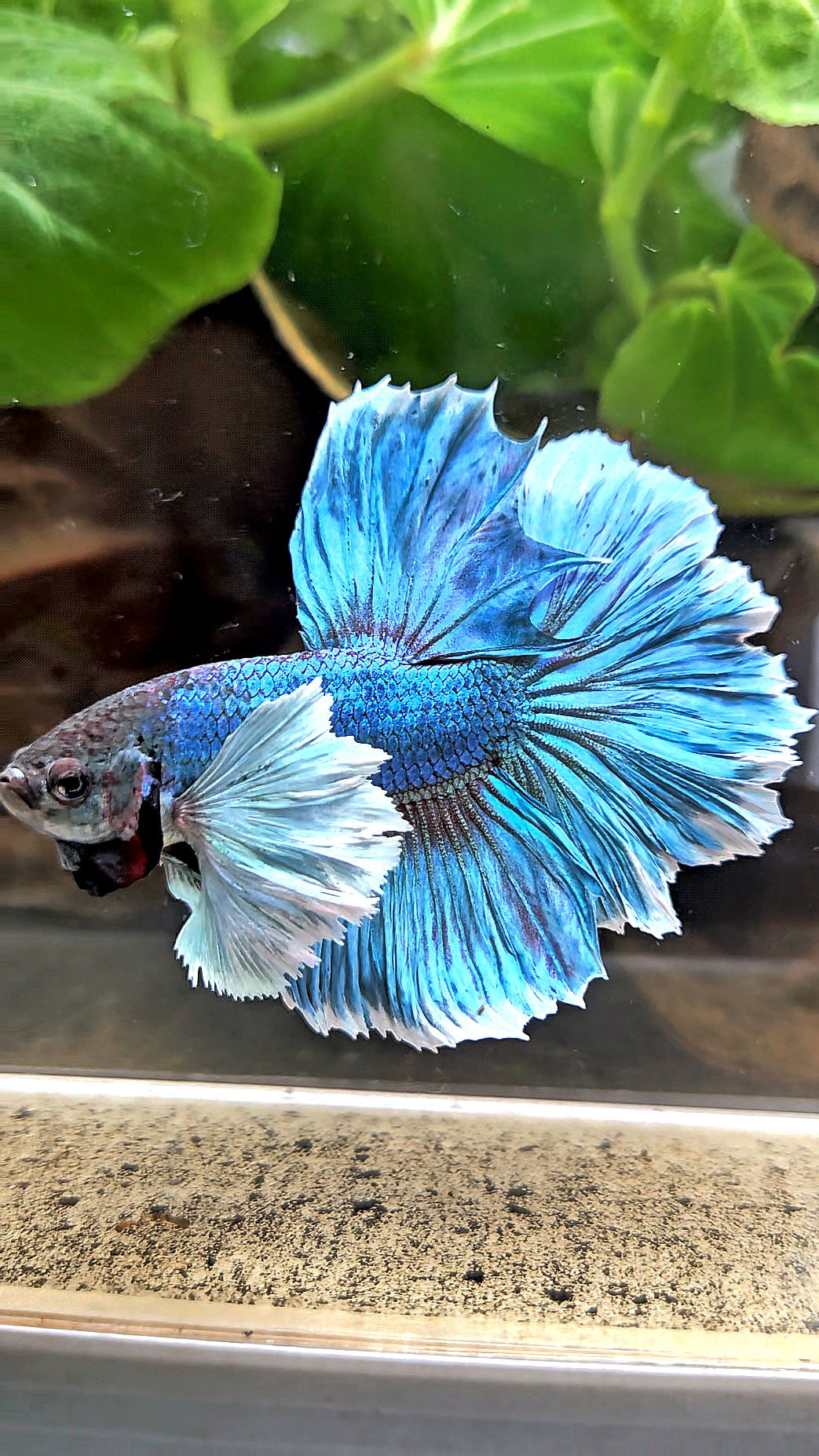 HALFMOON ROSETAIL DUMBO EAR BLUE GREEN TURQUOISE BETTA FISH