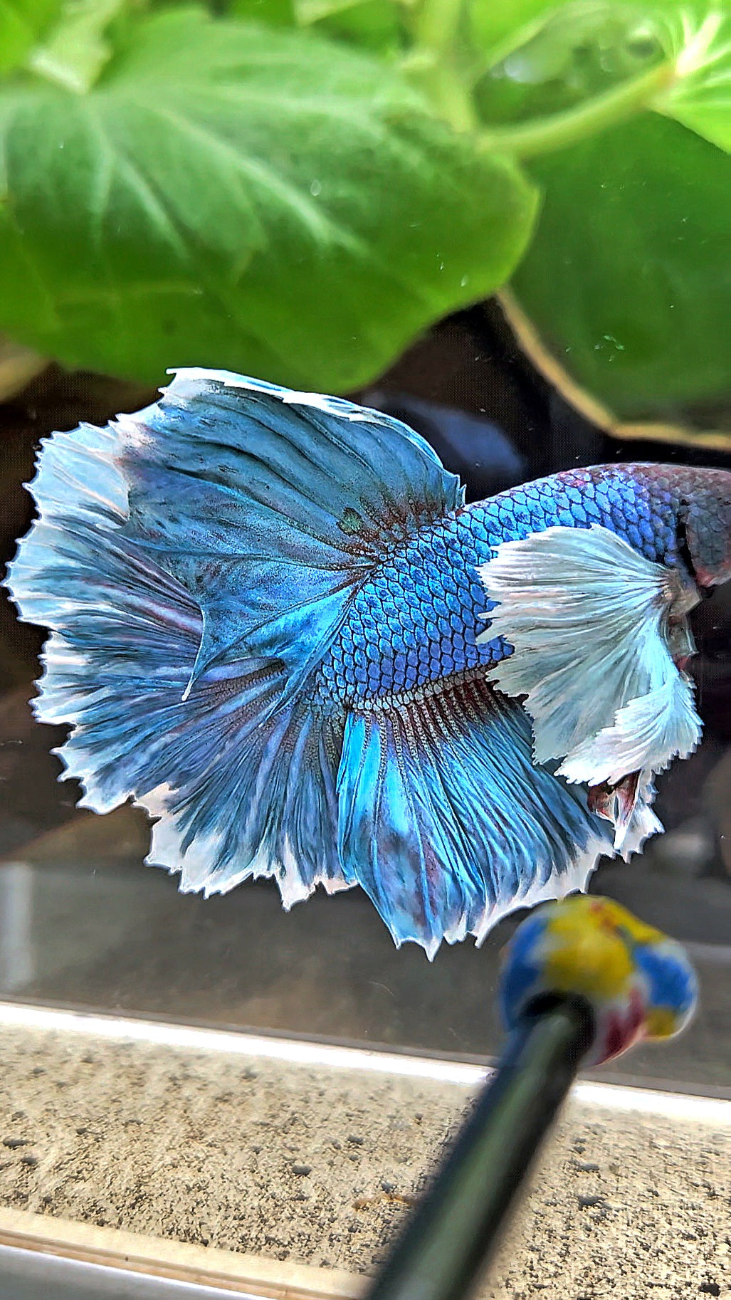 HALFMOON ROSETAIL DUMBO EAR BLUE GREEN TURQUOISE BETTA FISH