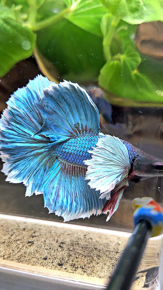 HALFMOON ROSETAIL DUMBO EAR BLUE GREEN TURQUOISE BETTA FISH