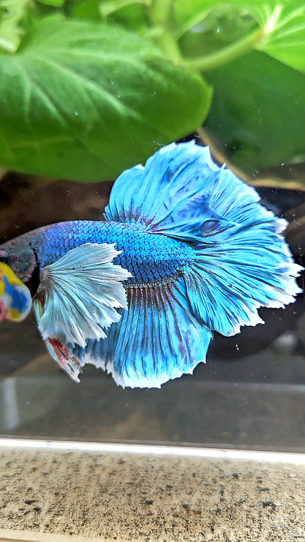 HALFMOON ROSETAIL DUMBO EAR BLUE GREEN TURQUOISE BETTA FISH
