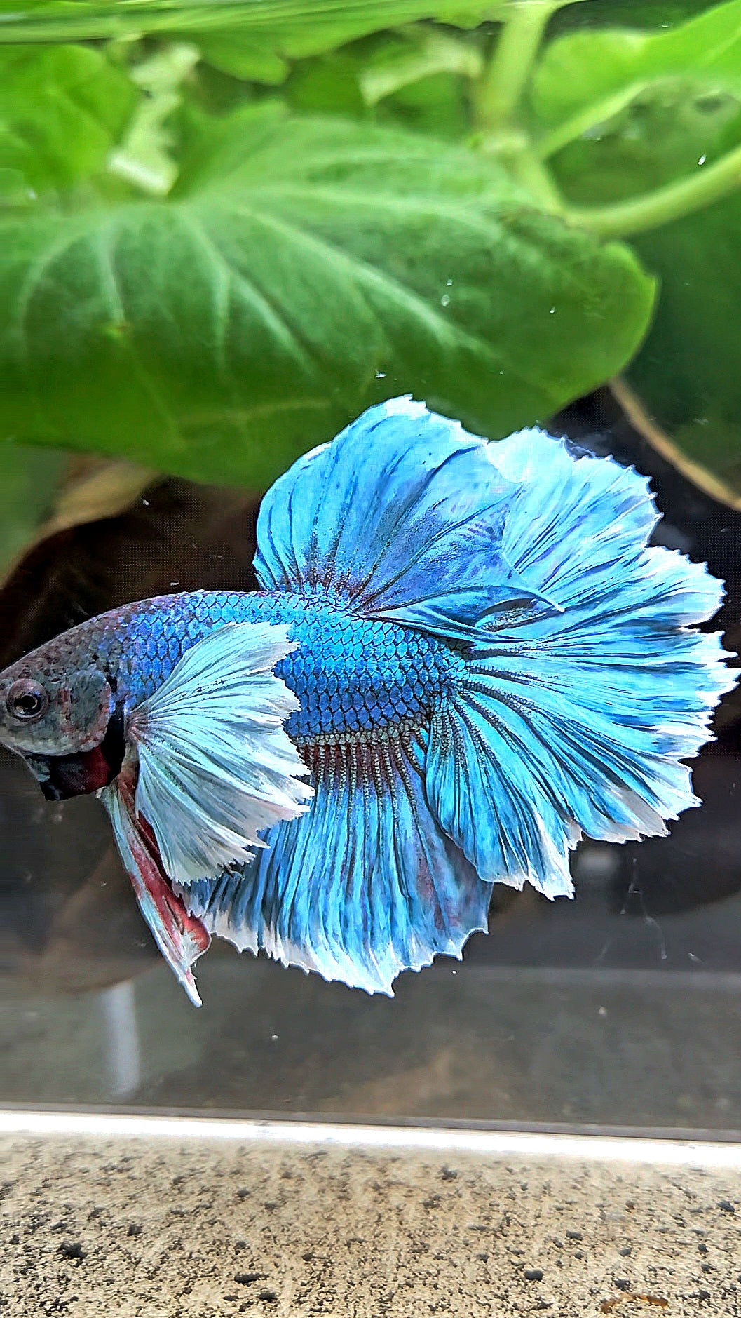 HALFMOON ROSETAIL DUMBO EAR BLUE GREEN TURQUOISE BETTA FISH