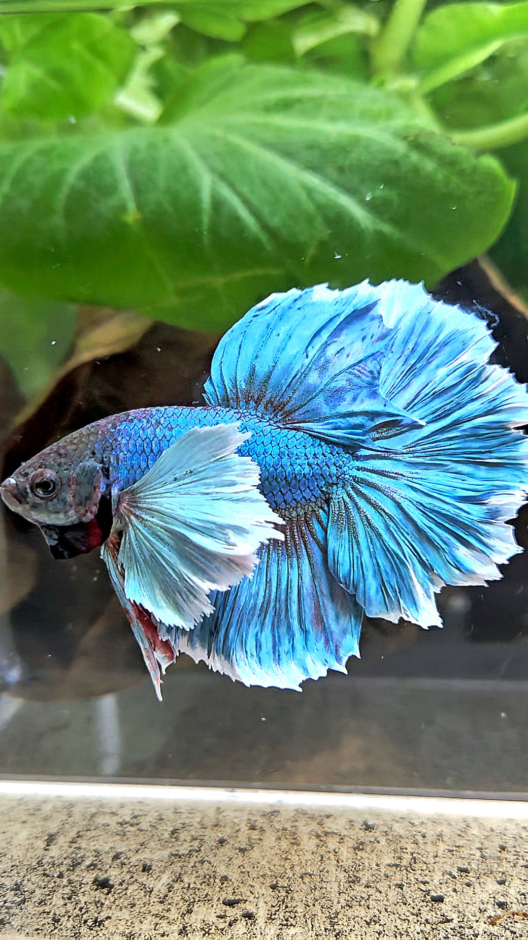 HALFMOON ROSETAIL DUMBO EAR BLUE GREEN TURQUOISE BETTA FISH