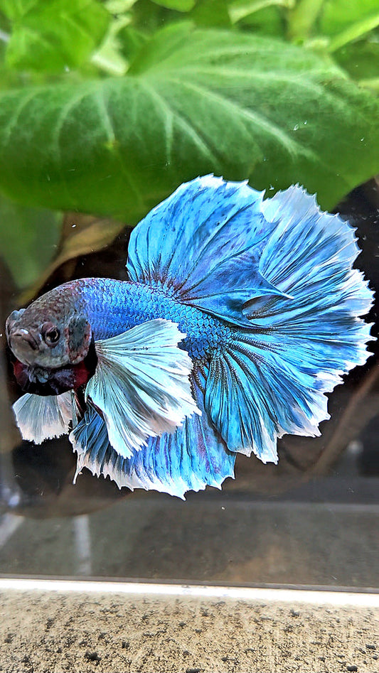 HALFMOON ROSETAIL DUMBO EAR BLUE GREEN TURQUOISE BETTA FISH
