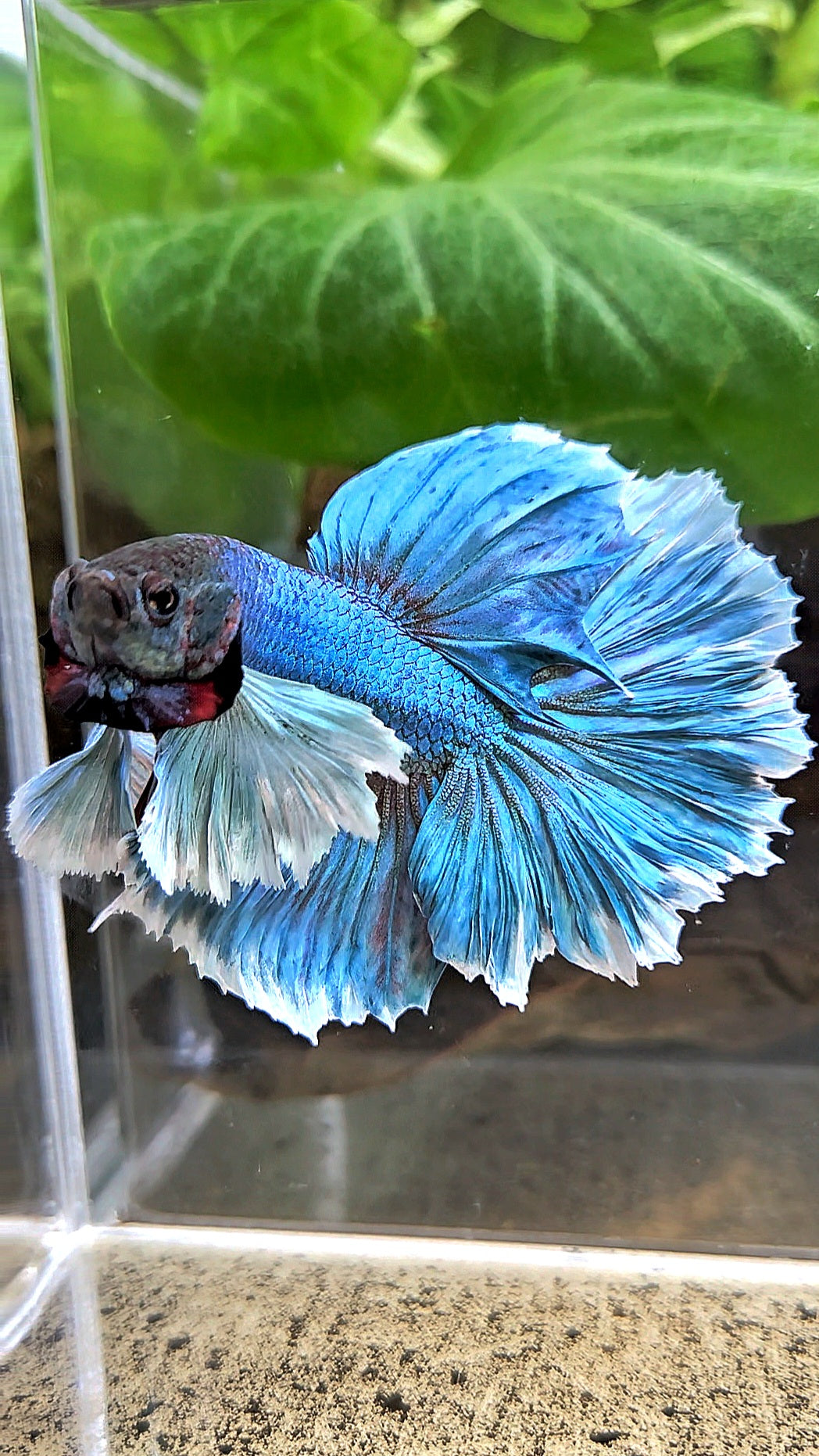 HALFMOON ROSETAIL DUMBO EAR BLUE GREEN TURQUOISE BETTA FISH