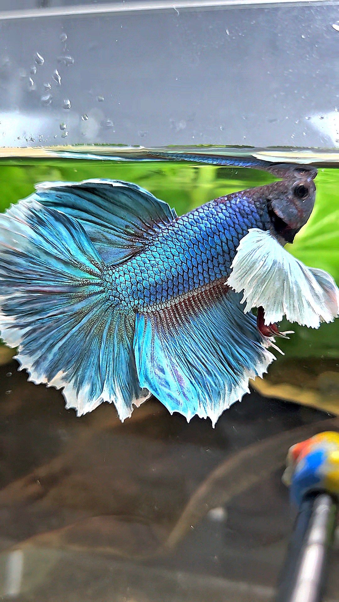 HALFMOON ROSETAIL DUMBO EAR BLUE GREEN TURQUOISE BETTA FISH