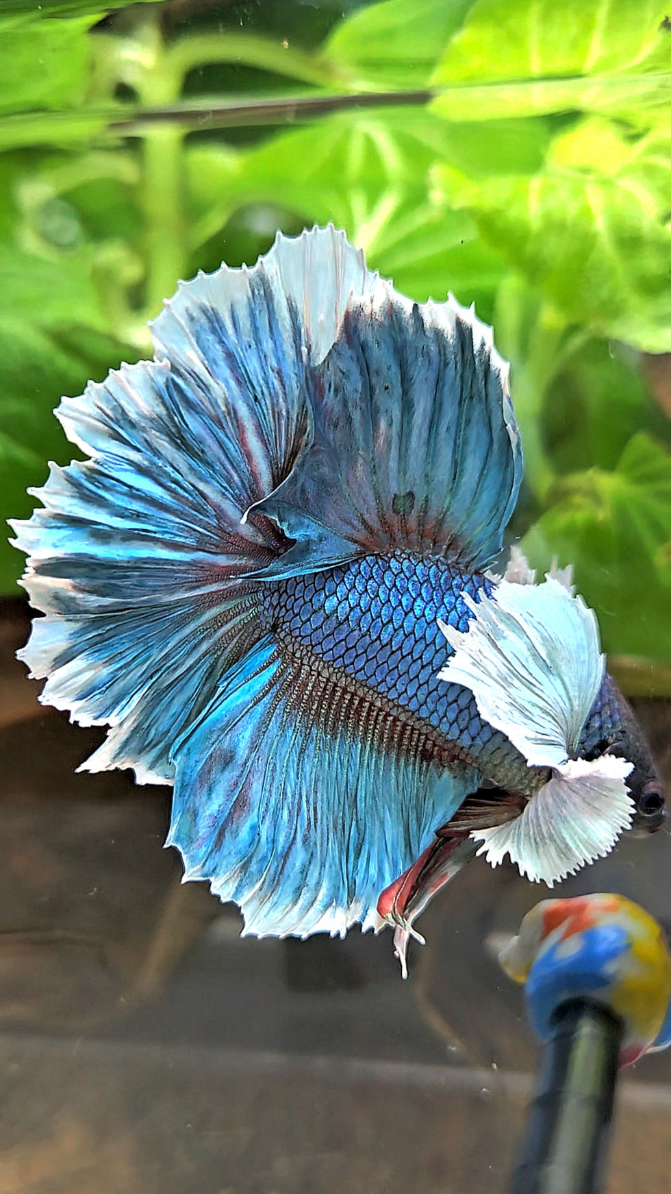 HALFMOON ROSETAIL DUMBO EAR BLUE GREEN TURQUOISE BETTA FISH